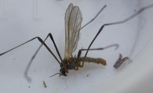Réf. 184 362 : Molophilus obscurus